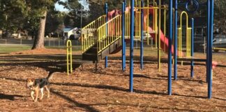 Explore: Take a stroll around Lions Club Park