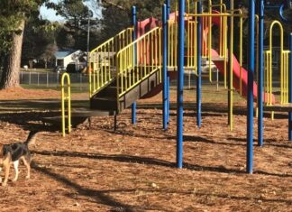 Explore: Take a stroll around Lions Club Park