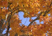 Why do leaves change colors?