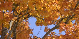 Why do leaves change colors?