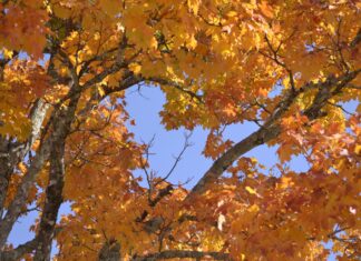 Why do leaves change colors?