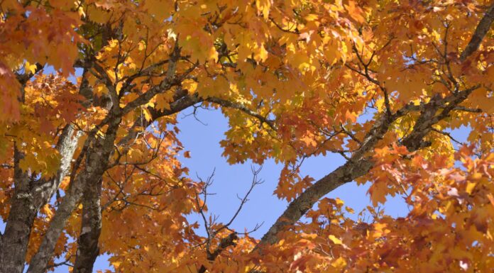 Why do leaves change colors?