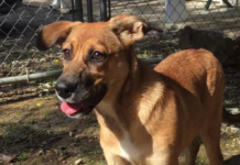 Pet of the Week: PUPPY TIME: Jingles all the way!