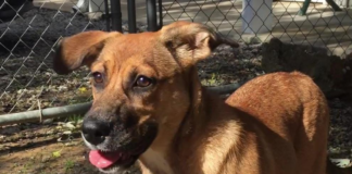 Pet of the Week: PUPPY TIME: Jingles all the way!