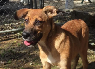 Pet of the Week: PUPPY TIME: Jingles all the way!