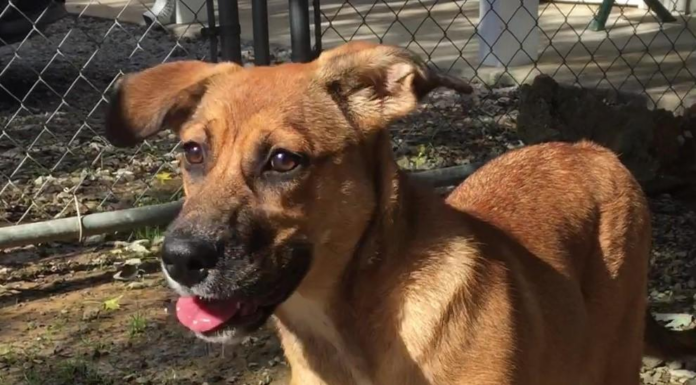 Pet of the Week: PUPPY TIME: Jingles all the way!