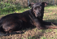 Pet of the Week: Calm your nerves with laid-back Josie