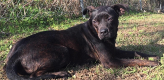 Pet of the Week: Calm your nerves with laid-back Josie