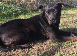 Pet of the Week: Calm your nerves with laid-back Josie