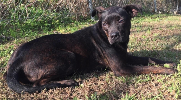 Pet of the Week: Calm your nerves with laid-back Josie