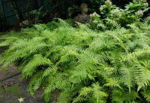 Ground covers for Alabama landscapes