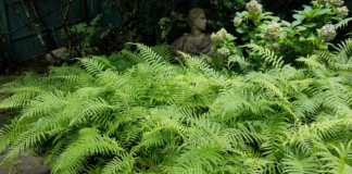 Ground covers for Alabama landscapes