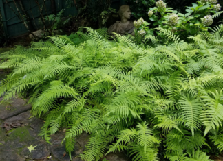 Ground covers for Alabama landscapes