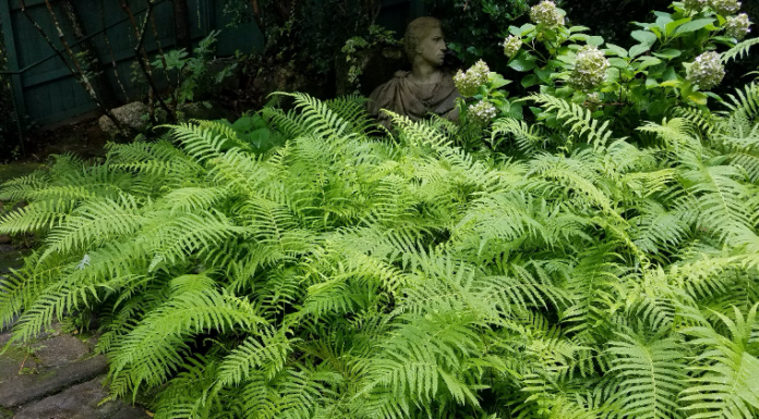 Ground covers for Alabama landscapes