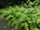Ground covers for Alabama landscapes