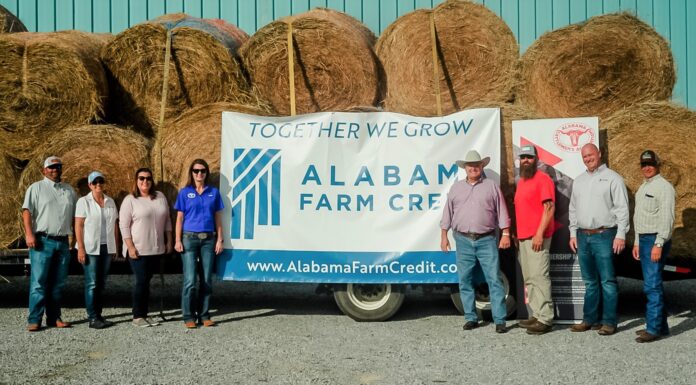 Alabama Farm Credit donates hay to hurricane-hit cattle producers