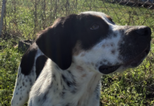 Pet of the Week: Spice up your holidays with Sage!