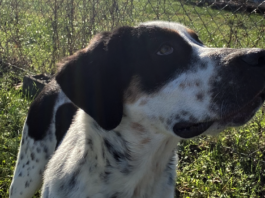 Pet of the Week: Spice up your holidays with Sage!