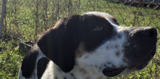 Pet of the Week: Spice up your holidays with Sage!