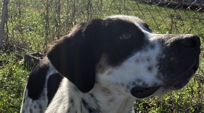 Pet of the Week: Spice up your holidays with Sage!