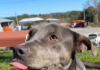 (Bonus) Pet of the Week: Silver Bells for your holidays!