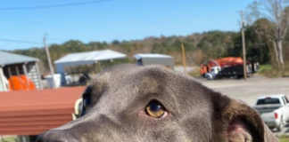 (Bonus) Pet of the Week: Silver Bells for your holidays!