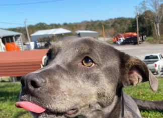 (Bonus) Pet of the Week: Silver Bells for your holidays!