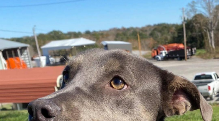 (Bonus) Pet of the Week: Silver Bells for your holidays!