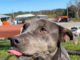 (Bonus) Pet of the Week: Silver Bells for your holidays!