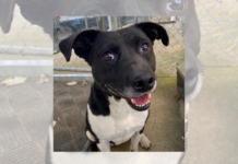 Pet of the Week: Meet Lil Meg!