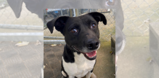 Pet of the Week: Meet Lil Meg!