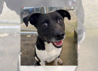 Pet of the Week: Meet Lil Meg!