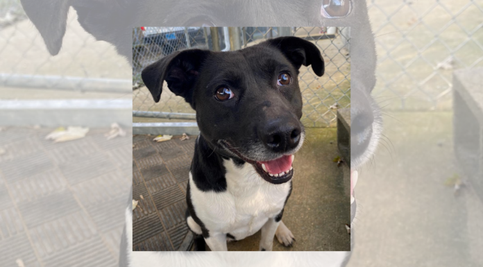 Pet of the Week: Meet Lil Meg!