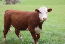 Heifer Development Program great opportunity for producers