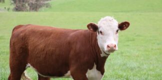 Heifer Development Program great opportunity for producers