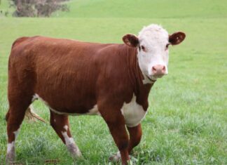 Heifer Development Program great opportunity for producers