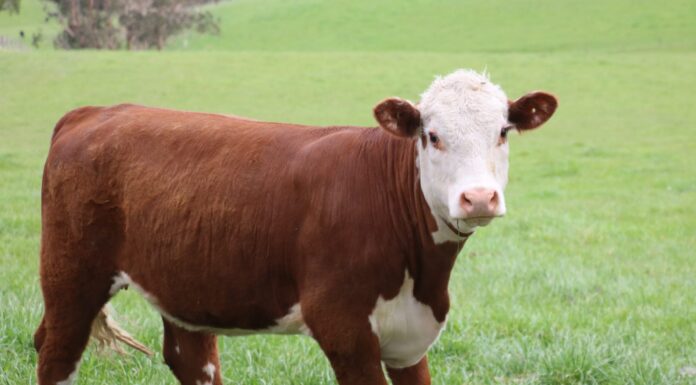 Heifer Development Program great opportunity for producers