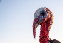 Take the ‘Turkey Plunge’ to support Cullman libraries