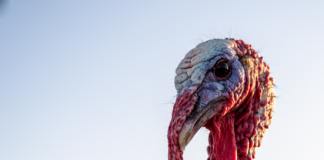 Take the ‘Turkey Plunge’ to support Cullman libraries