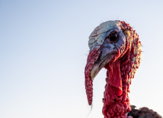 Take the ‘Turkey Plunge’ to support Cullman libraries