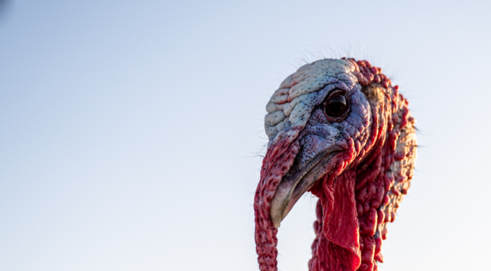 Take the ‘Turkey Plunge’ to support Cullman libraries