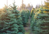 A cut above: Alabama Christmas tree farms offer holiday fun