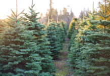 A cut above: Alabama Christmas tree farms offer holiday fun