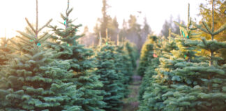 A cut above: Alabama Christmas tree farms offer holiday fun