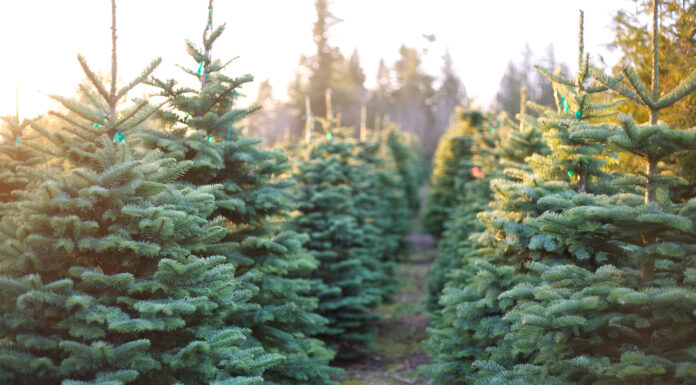 A cut above: Alabama Christmas tree farms offer holiday fun