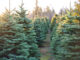 A cut above: Alabama Christmas tree farms offer holiday fun