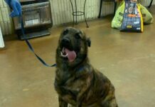 Holiday update from the Cullman County Animal Shelter