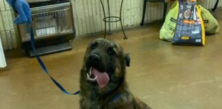 Holiday update from the Cullman County Animal Shelter