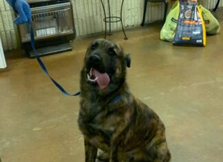 Holiday update from the Cullman County Animal Shelter