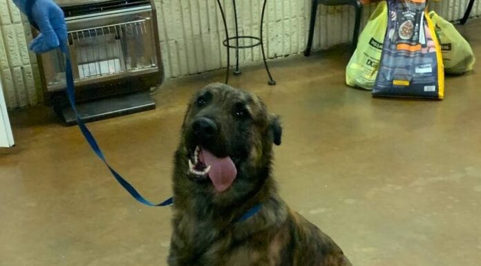 Holiday update from the Cullman County Animal Shelter